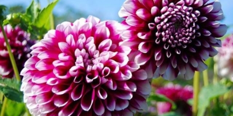 Kada iskopati dalije i kako ih čuvati